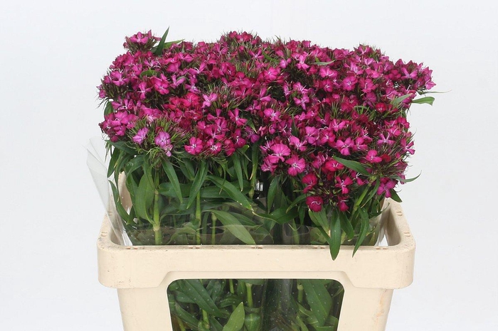 <h4>Dianthus Br Amazon Neon Cherry</h4>