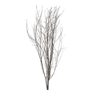 Birch 115cm Natural