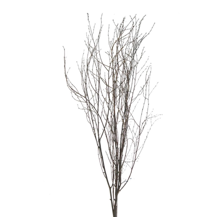 <h4>Birch 115cm Natural</h4>
