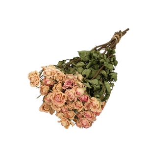 Dried flowers Rose spray 50cm x10