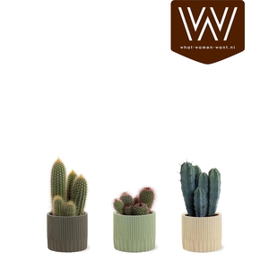 CACTUS OV