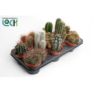 Cactus mix