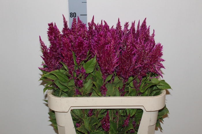 <h4>CEL P SUNDAY PURPLE</h4>