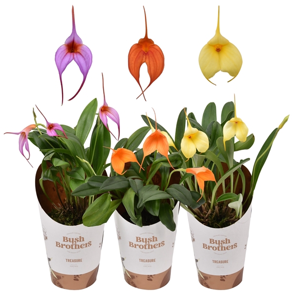 <h4>Masdevallia 9 cm mix 2 knop/bloem</h4>