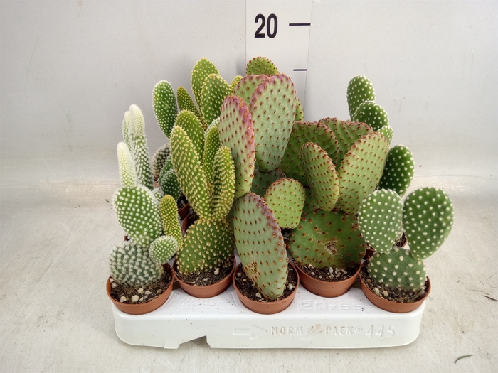 <h4>Opuntia microdasys</h4>