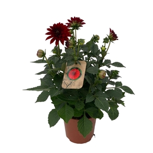 Dahlia Dalina Maxi Topia