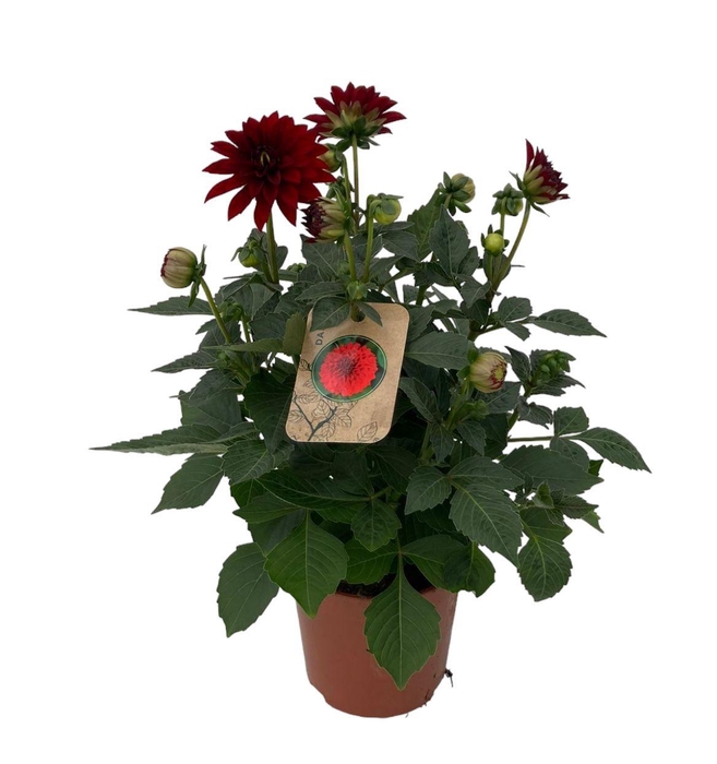 <h4>Dahlia Dalina Maxi Topia</h4>