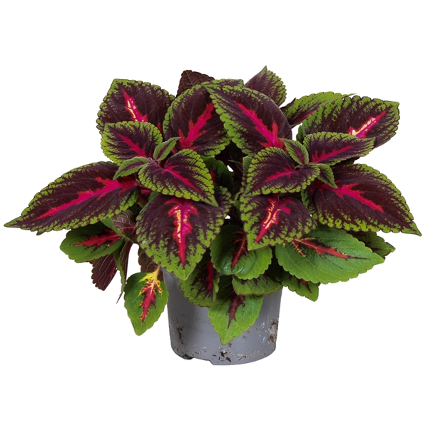 <h4>Coleus Ruby Road</h4>