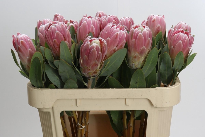 <h4>Protea Penny Pink</h4>