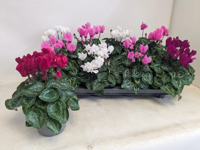 <h4>CYCL KL MACARON</h4>