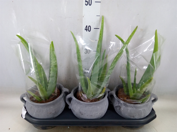 <h4>Aloe vera</h4>