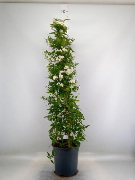 <h4>Solanum jasminoides</h4>