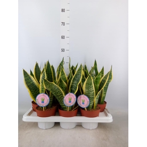 Sansevieria trifa. 'Futura Superba'
