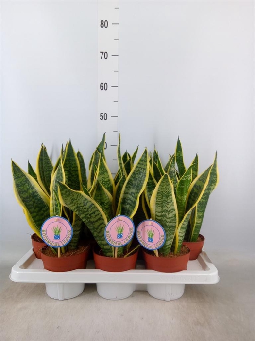 <h4>Sansevieria trifa. 'Futura Superba'</h4>