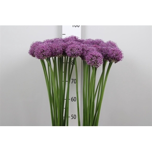 Allium Statos