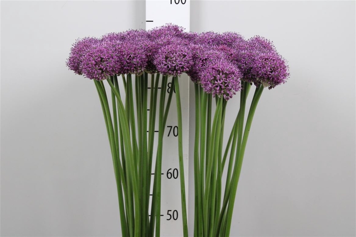 <h4>Allium Statos</h4>