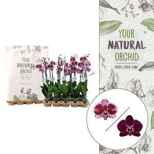 Your Natural Orchid | Eco Red | Phalaenopsis 2 spike