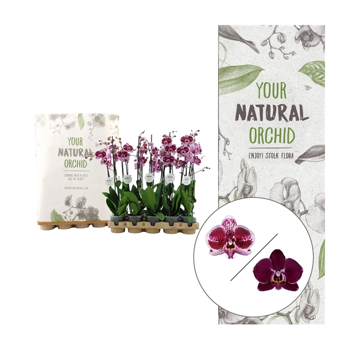 <h4>Your Natural Orchid | Eco Red | Phalaenopsis 2 spike</h4>