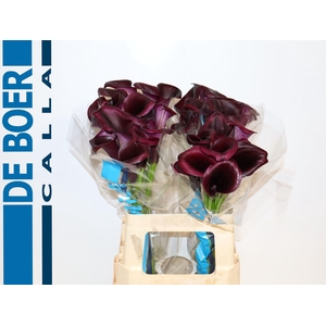 Calla Odessa