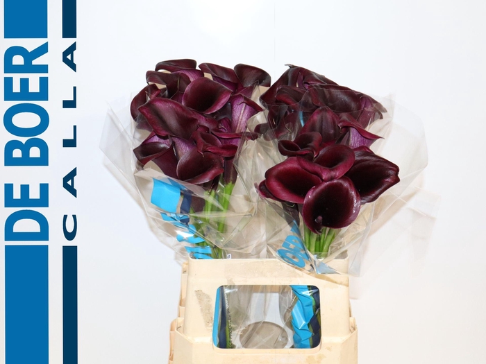 <h4>Calla Odessa</h4>