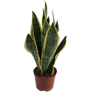 Sansevieria Futura Superba