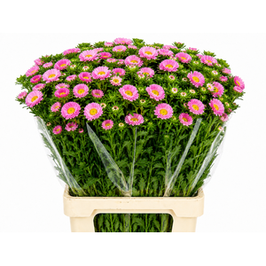 Callistephus Matsumoto Pink
