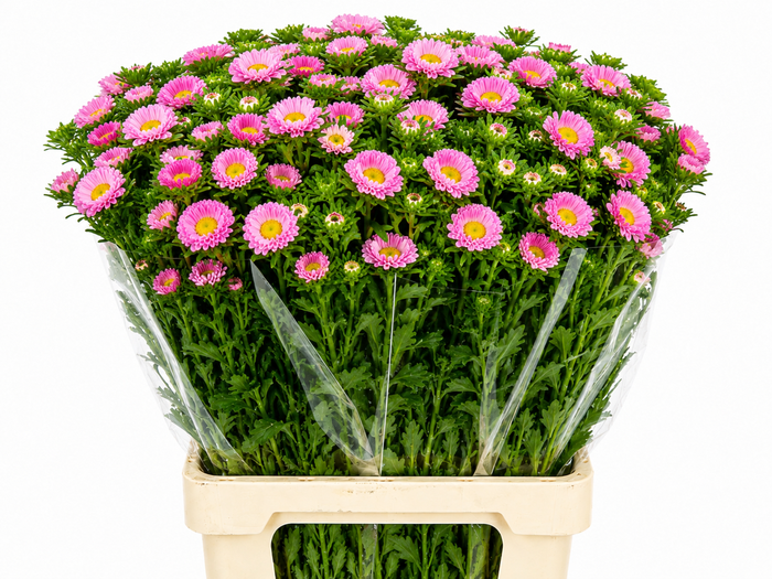 <h4>Callistephus Matsumoto Light Pink</h4>