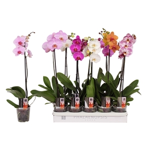 Phalaenopsis 5 color mix, 1-spike 6+