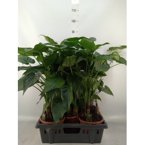 Alocasia cucullata