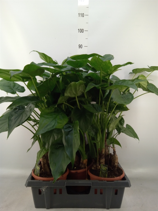<h4>Alocasia cucullata</h4>