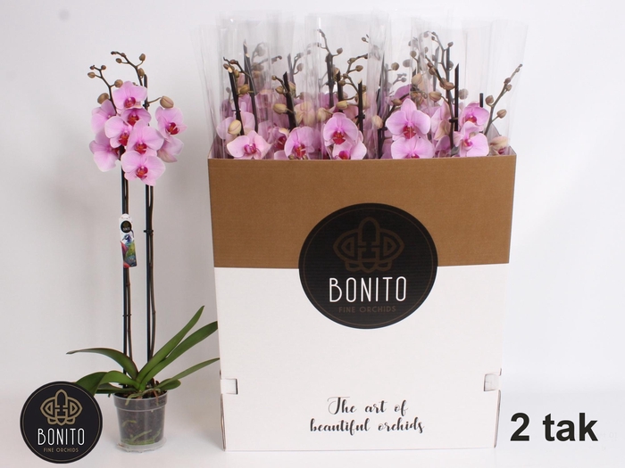 <h4>PHAL AN WASHINGTO</h4>