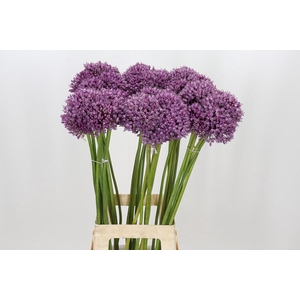 Allium Jasmine