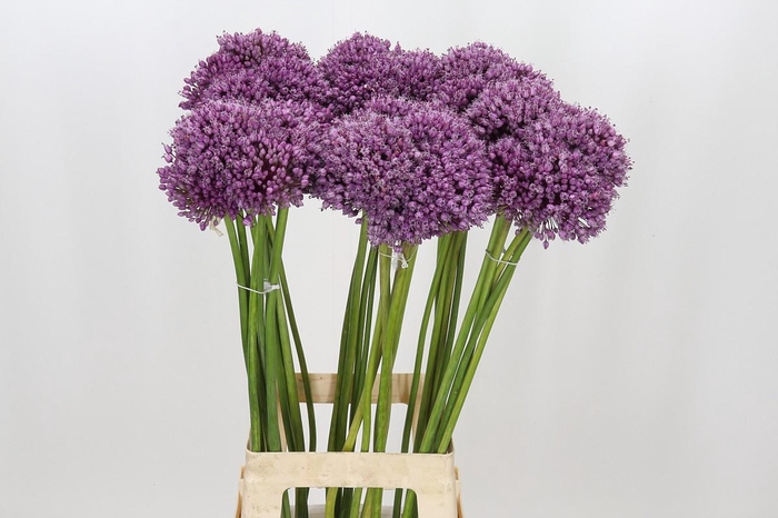 <h4>Allium Jasmine</h4>