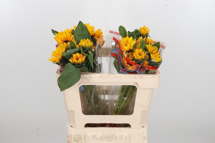 <h4>Heli Sunova</h4>