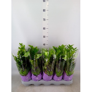 Zamioculcas zamiifolia