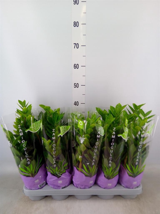 <h4>Zamioculcas zamiifolia</h4>