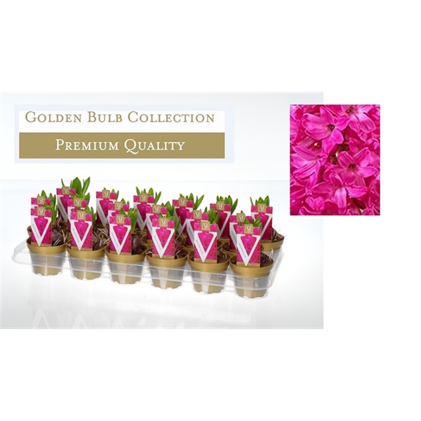 <h4>Hyacinthus orientalis 'Jan Bos'</h4>