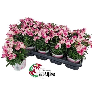 DIAN SPRINT PINK PRO