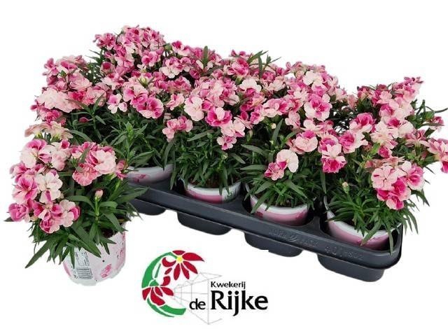 <h4>DIAN SPRINT PINK PRO</h4>