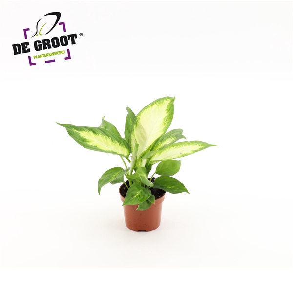 <h4>Dieffenbachia 'Camilla'</h4>