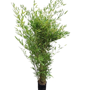 Phyllostachys bissetii