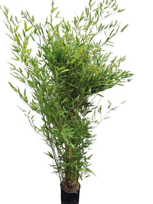 Phyllostachys bissetii