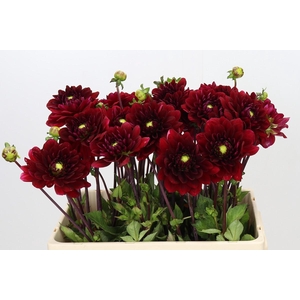 Dahlia Red Runner