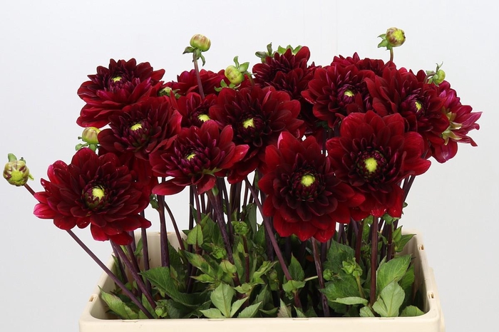 <h4>Dahlia Red Runner</h4>