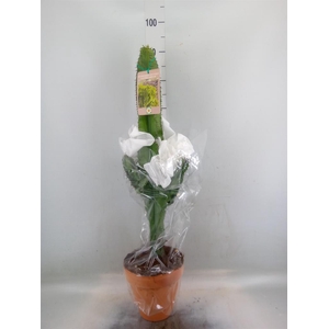 Euphorbia candelabrum