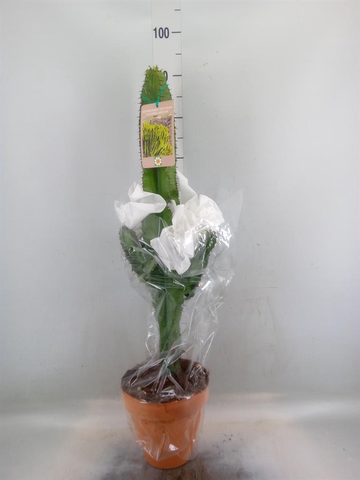 <h4>Euphorbia candelabrum</h4>