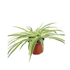 Chlorophytum Laxum