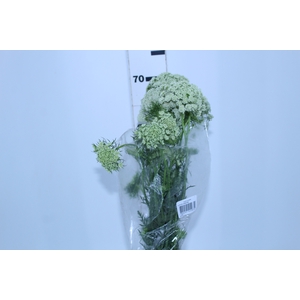 FLOR DE CENOURA BRANCO