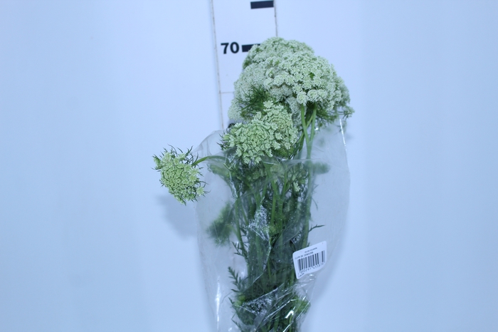 FLOR DE CENOURA BRANCO