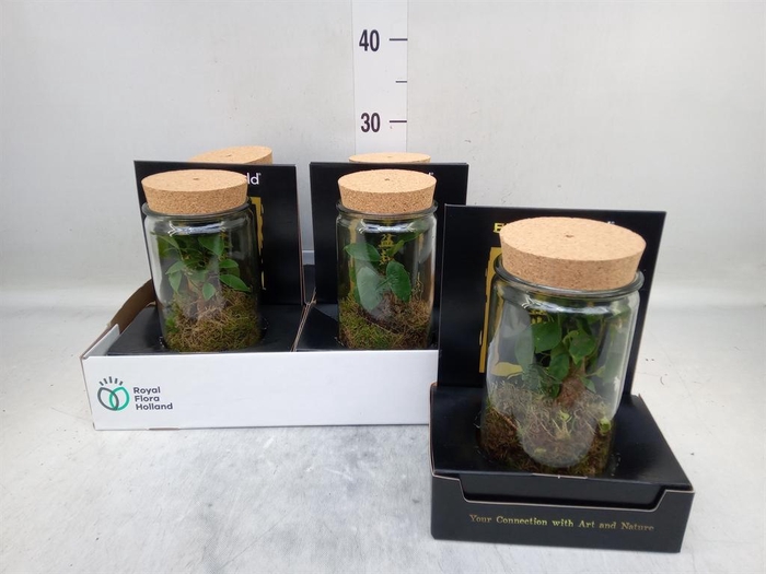 <h4>Bonsai   ...</h4>